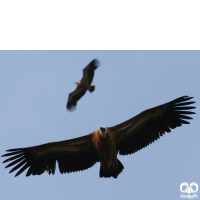 گونه کرکس Eurasian Griffon Vulture